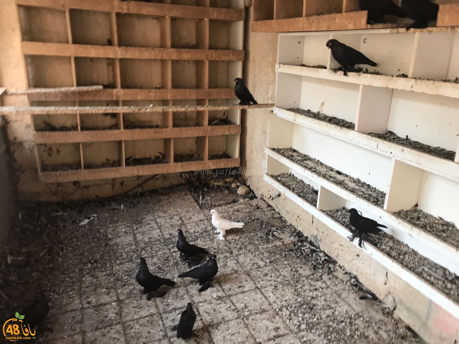 zohdi 3ashoor 7amam (23).jpg